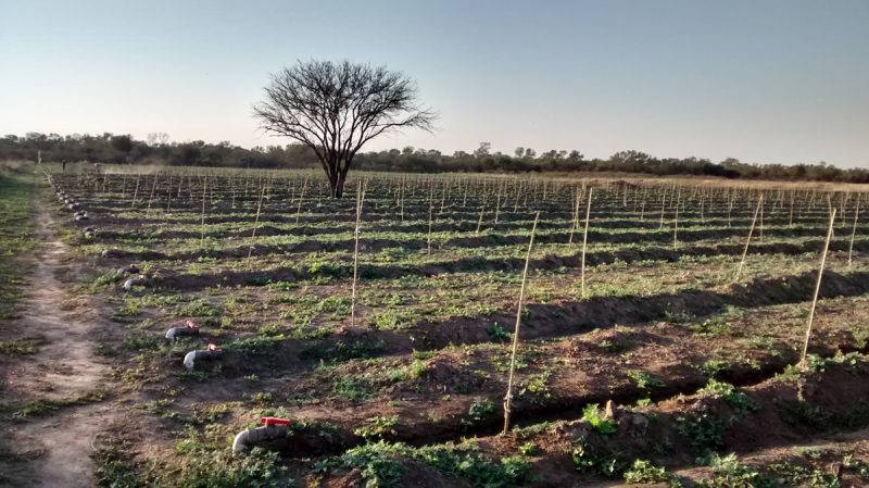 GMSA, C.T. Frías. Uso de efluente industrial para riego en forestación