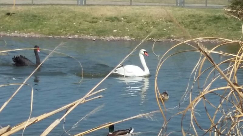 GMSA, C.T. Río Cuarto. Aves en laguna